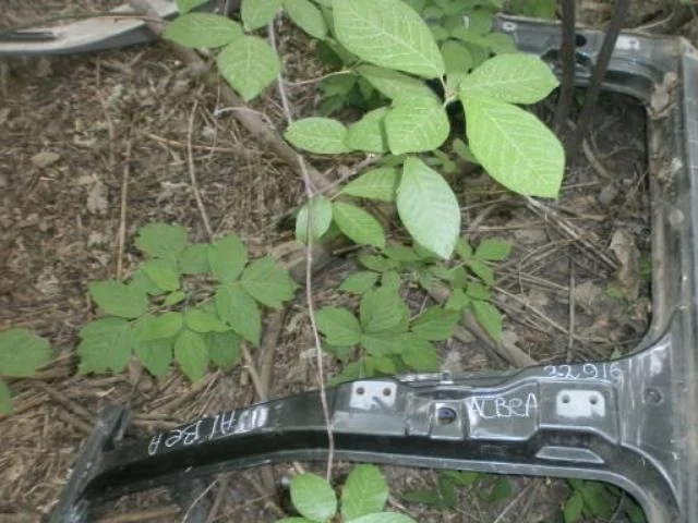 боковина кузова FIAT Albea I рестайлинг (2005—2012)