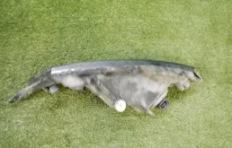 Противотуманка (ПТФ) передняя левая для Skoda Rapid 2015 года на фотографиях