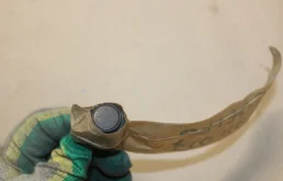 Парктроник передний для BMW 5er 2011 года на фотографиях