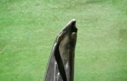 Крылья для Toyota Alphard 2020 года на фотографиях