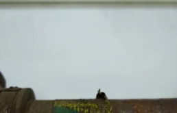 Привод передний правый для Hyundai Solaris 2021 года на фотографиях