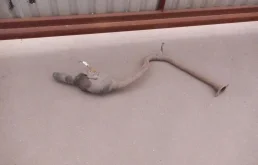 Выхлопная система в сборе (1743037550) для Toyota RAV4 XA40 rest 2015-2019