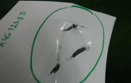 Бампер для Kia Picanto 2016 года на фотографиях