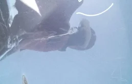 Бампер задний для Toyota Corolla 2014 года на фотографиях