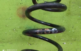 Пружина амортизатора задняя для Volkswagen Jetta на фотографиях