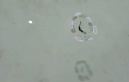 Стекла и зеркала для Toyota Corolla 2025 года на фотографиях