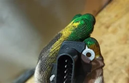 Датчик массового расхода воздуха для Opel Insignia на фотографиях