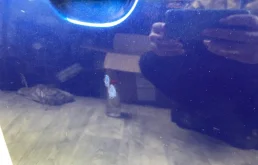 Дверь передняя правая для Kia Ceed 2008 года на фотографиях