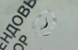 Стекла и зеркала для Toyota Corolla 2025 года на фотографиях