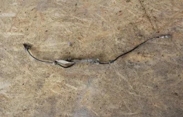 Датчик ABS задний правый для Subaru Forester SG 2002-2008