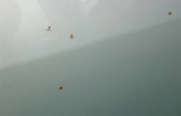 Дверь передняя левая для Toyota Corolla 2001 года на фотографиях