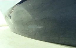 Дверь передняя левая для Toyota Corolla 2001 года на фотографиях